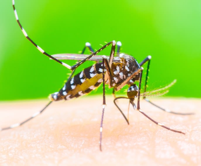 Virus Zika Virus Zika